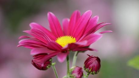Blooming Pink Chrysanthemum Beauty in Nature wallpaper