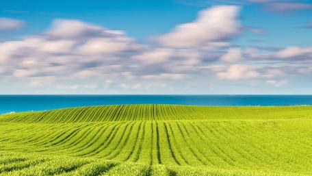 Lush Green Fields Under Breezy Skies wallpaper