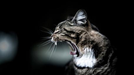 Yawning Cat in Mesmerizing Darkness wallpaper