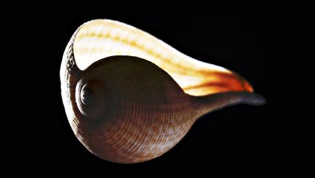 Elegant Seashell with Soft Backlight wallpaper