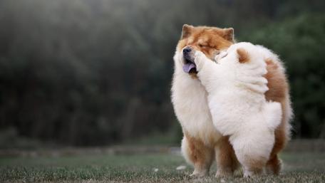 Chow chow baby wallpaper