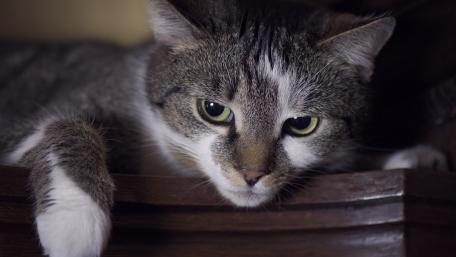 Serene Cat Relaxing on a Shelf wallpaper
