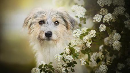 Charming Dog Amidst Blossoming Flowers wallpaper