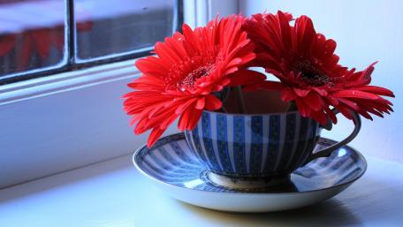 Vibrant Red Gerberas in a Teacup Arrangement wallpaper