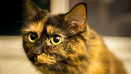 Charming Close-Up of a Tortie Cat's Face wallpaper