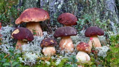 Mushroom Wonderland Awaits You wallpaper