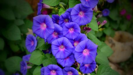 Vibrant Purple Morning Glories Against Lush Greenery wallpaper