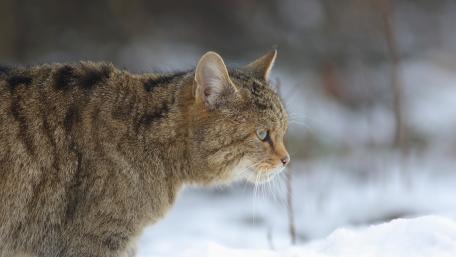 Wild Cat in a Snowy Landscape wallpaper