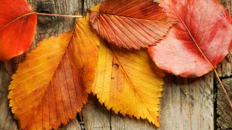 Autumn Leaves on Wood Planks Wallpaper wallpaper