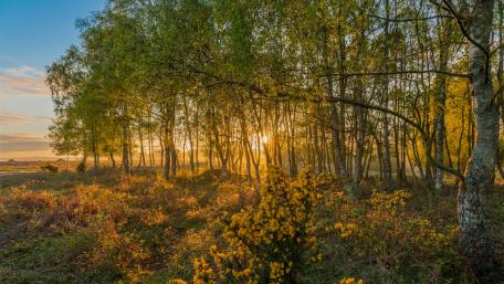 Serene Forest Sunlight at Dawn wallpaper