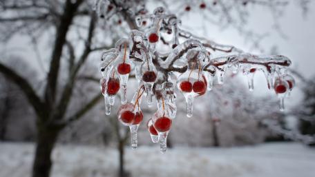 Frozen Red Berries on Icy Branches wallpaper