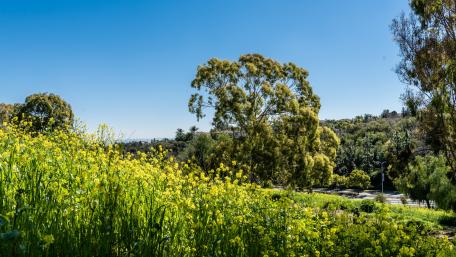 Serene Meadow Under Clear Blue Sky wallpaper