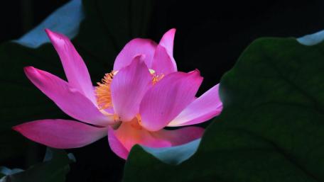 Elegant Pink Lotus Blossom in 4K Quality wallpaper