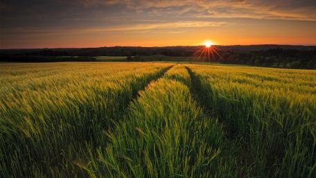 Golden Fields Under a Stunning Sunset Glow wallpaper