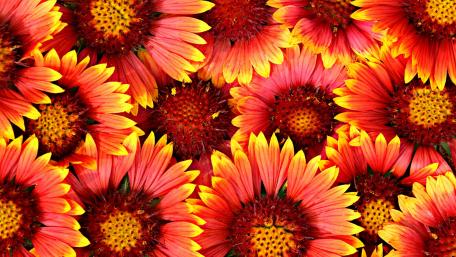Vibrant Florals in Blooming Splendor wallpaper