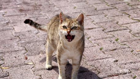 Vibrant Tabby Cat in Action wallpaper