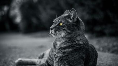 Majestic Cat in Monochrome Shades wallpaper