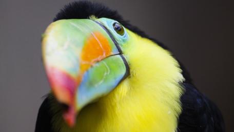 Vibrant Toucan Close-Up Wallpaper wallpaper