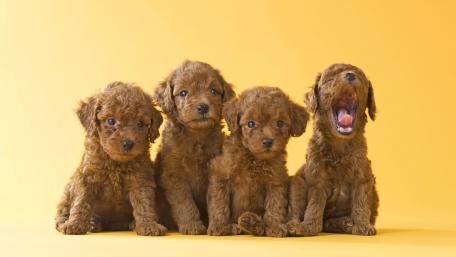 Puppy Pals: A Bundle of Joy in Brown Fur wallpaper