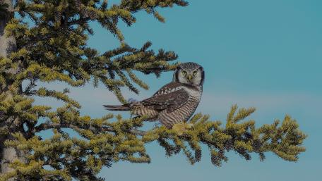 Wise Owl in a Pine Tree wallpaper