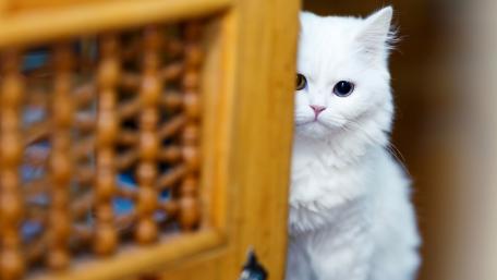 Curious White Cat Behind Wooden Door wallpaper