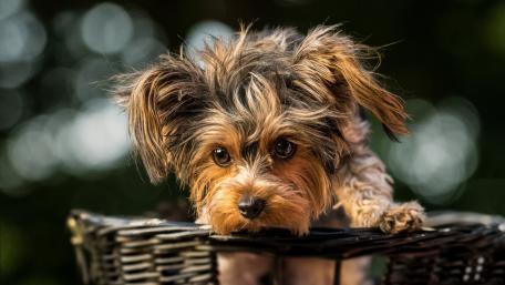 Adorable Yorkshire Terrier Puppy Waiting for Playtime wallpaper