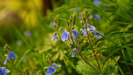 Gentle Blue Blossoms in Nature's Embrace wallpaper