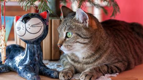 Charming Cat Companion Scene wallpaper