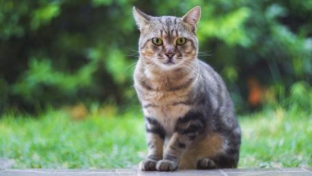 Charming Cat in Nature's Embrace wallpaper