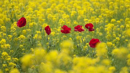Vibrant Poppies Amidst Golden Blossoms wallpaper