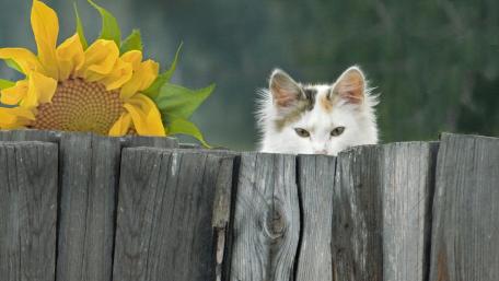 Curious Cat Behind the Fence wallpaper