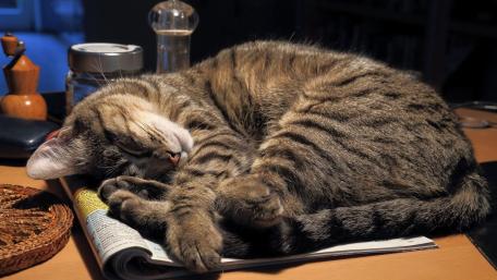 Cozy Cat Nap on a Magazine wallpaper