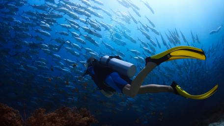 Diver Exploring Vibrant Underwater World wallpaper