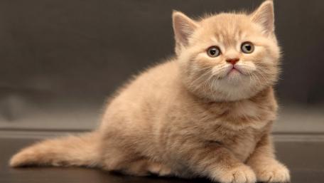 Adorable Furry Kitten Wallpaper wallpaper