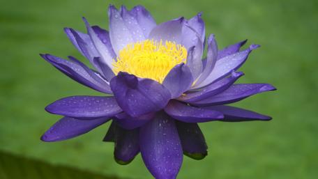 Stunning Purple Lotus Blossom in 4K Nature Wallpaper wallpaper