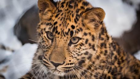 Majestic Leopard in Close-Up View wallpaper