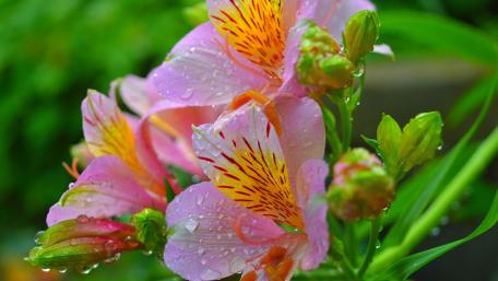 Delicate Pink Blossoms with Dew Drops wallpaper