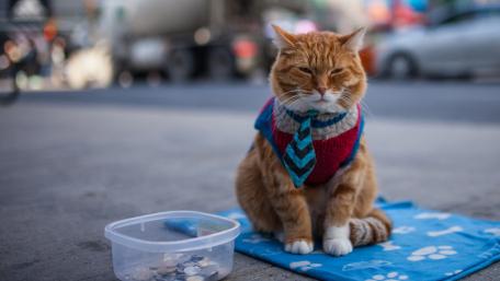 Beggar cat wallpaper