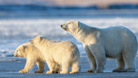Cuddly Polar Bear Cubs in the Wild wallpaper