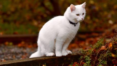 Majestic White Cat in Autumn Ambiance wallpaper