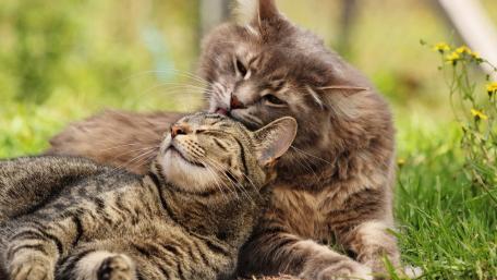 Cat care wallpaper