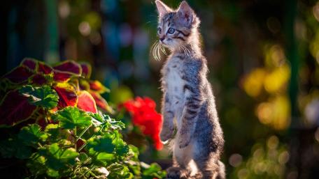 Curious Kitten Standing Among Flowers wallpaper