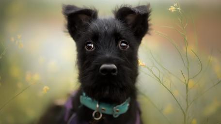 Charming Black Dog Surrounded by Nature wallpaper