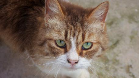 Majestic Feline with Captivating Green Eyes wallpaper