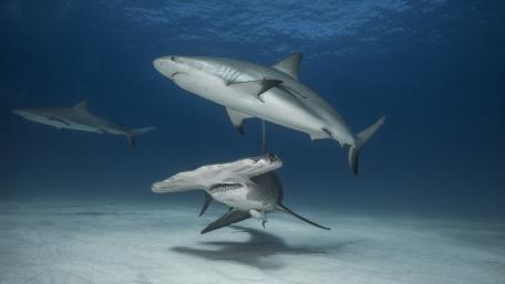Majestic Sharks in Crystal Clear Waters wallpaper