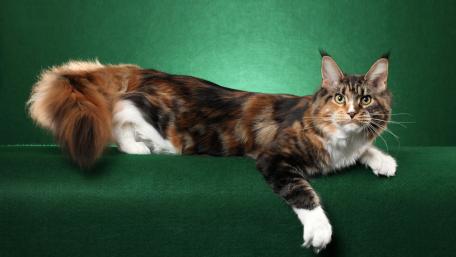 Majestic Maine Coon Cat Relaxing Elegantly wallpaper