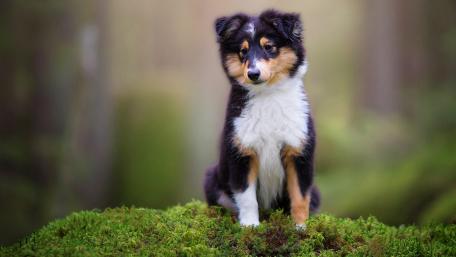 Majestic Puppy in Nature Scene wallpaper