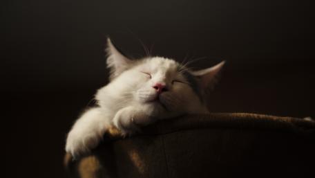 Peaceful Cat Napping on a Cozy Perch wallpaper