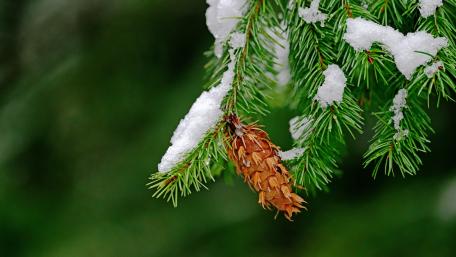 Winter's Touch on Pine Cones wallpaper