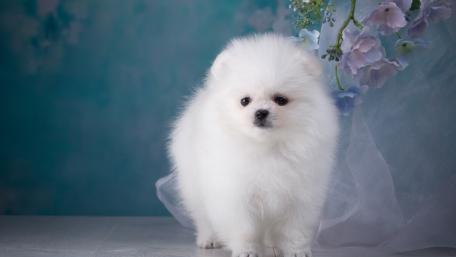 Fluffy White Pomeranian in a Serene Setting wallpaper